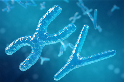 XY染色體 生物醫(yī)學(xué)與基因治療中的核心符號與前沿探索